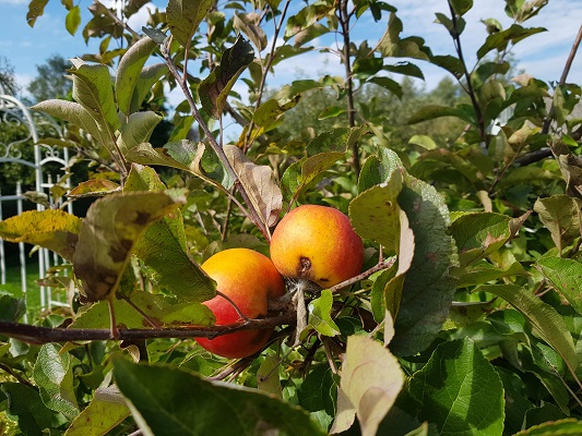 Wandelen over klompenpad Batouwepad bij appeloogst in Lienden