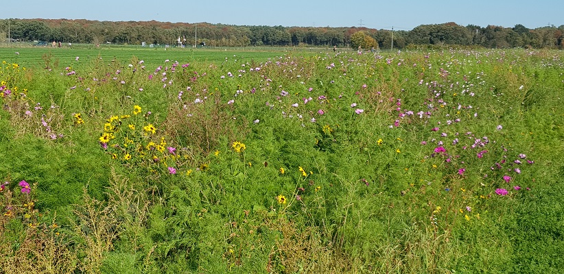 Wandelen over klompenpad Doesburgermolenpad bij bloemen aan de Doesburger Engweg