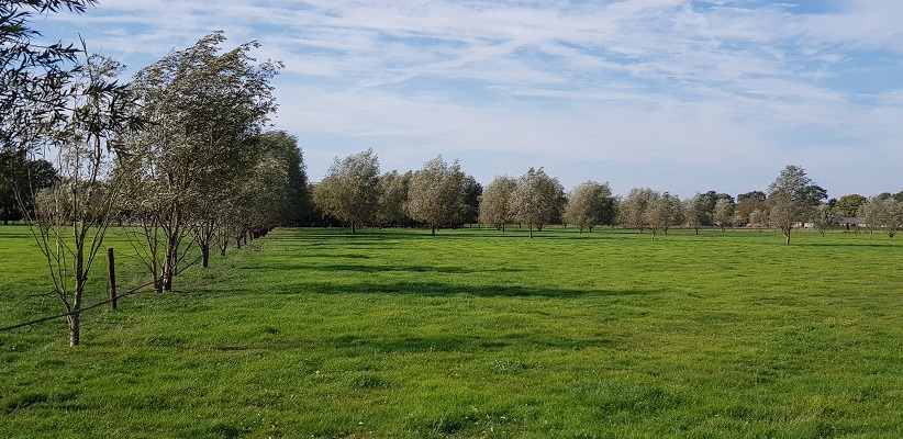 Wandelen over klompenpad Doesburgermolenpad langs graslanden in Ede