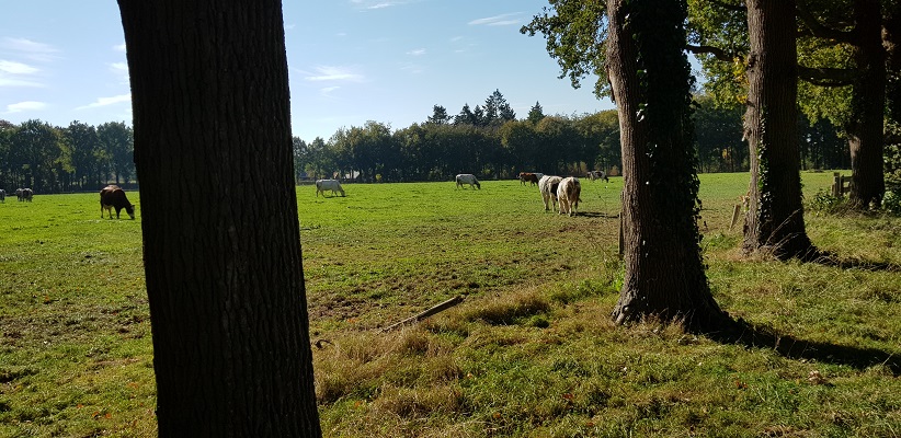 Wandelen over klompenpad Doesburgermolenpad bij koeien in Ede