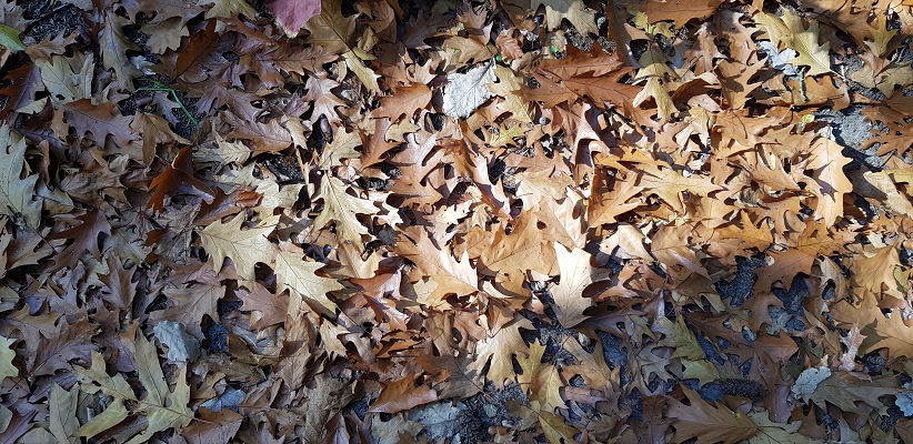 Wandelen over klompenpad Doesburgermolenpad met herfstbladeren in Ede