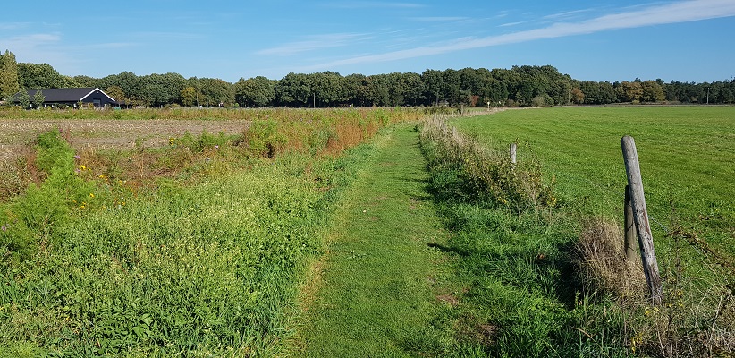 Wandelen over klompenpad Doesburgermolenpad over graspad naar Doesburgermolen
