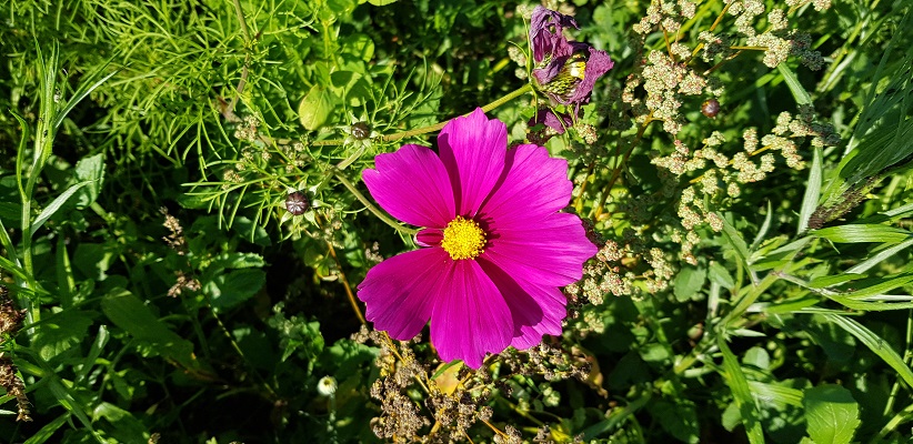 Wandelen over klompenpad Doesburgermolenpad langs bloemenweelde