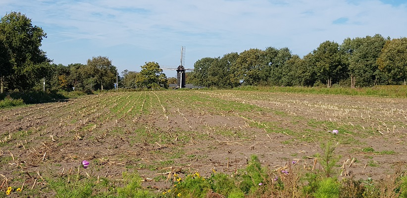 Wandelen over klompenpad Doesburgermolenpad met zicht op Doesburgermolen