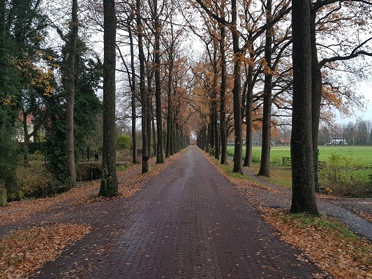 Wandelen over Kuilenburgerpad in Culemborg langs bomen op de Achterlaan