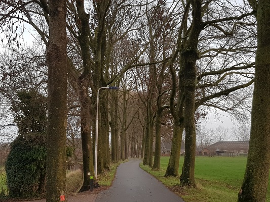 Wandelen over Kuilenburgerpad in Culemborg langs bomen Achterweg