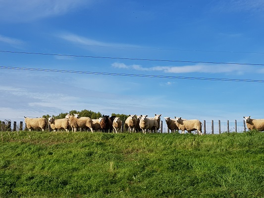 Wandelen over klompenpad Lauwsepad bij schapen op de dijk