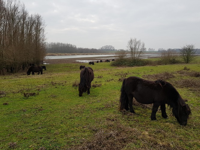 Pony's in de Breemwaard op een wandeling op Klompenpad Nywelepad bij Gameren
