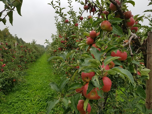 Wandelen over klompenpad Zandslagenpad door appelboomgaard in Hurwenen