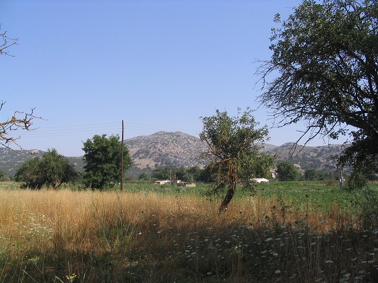 Olijbomen tijdens een rondwandeling bij Dzermiado op wandelreis op Kreta in Griekenland