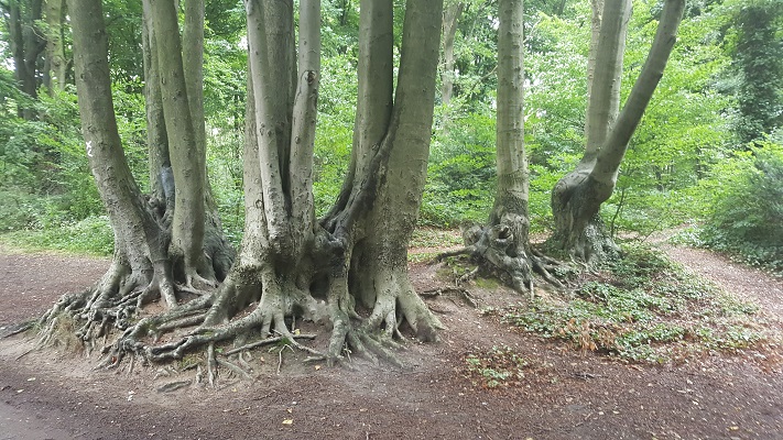 Bomen tijdens wandeling ove Maas-Niederrheinpad