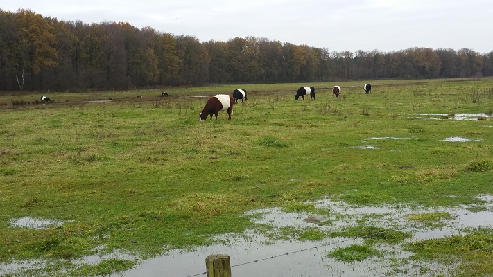 Koeien in uiterwaarden Maas op wandeling over het Maaspad van Arcen naar Venlo
