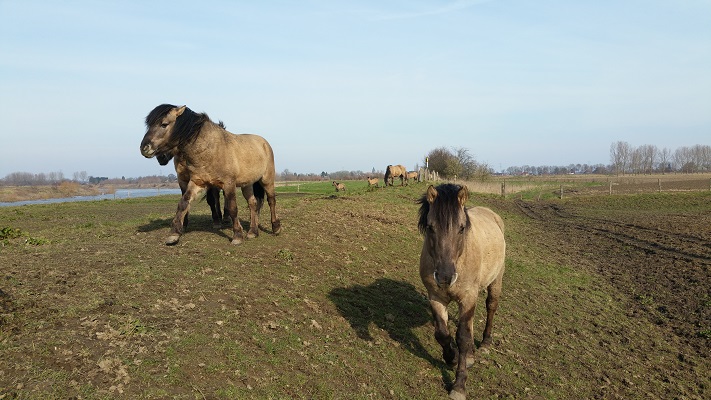 Paarden langs de Grensmaas op een wandeling over het Maaspad van Maaseik naar Maasbracht