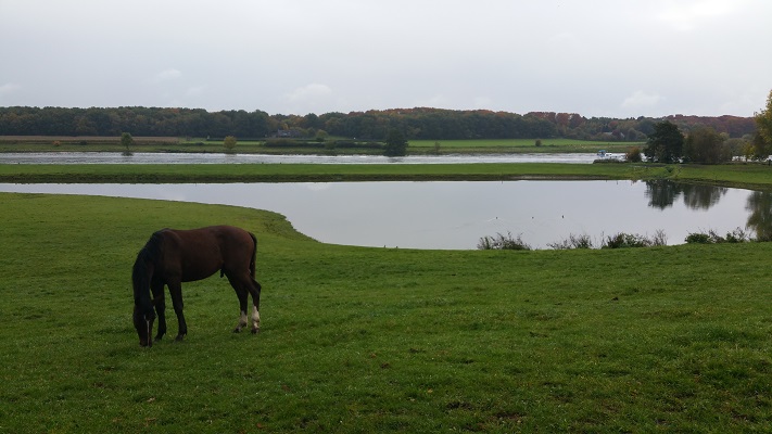 Paard bij de Maas op een wandeling over het Maaspad van Reuver naar Venlo