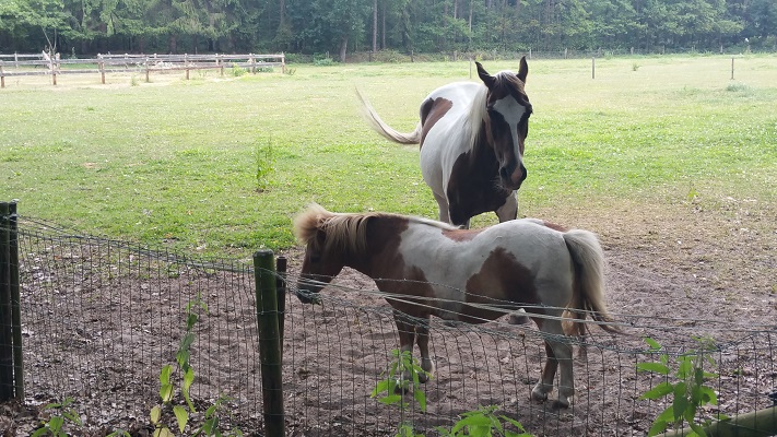 Wandelen over het Marikenpad bij paarden in Nieuwkerk