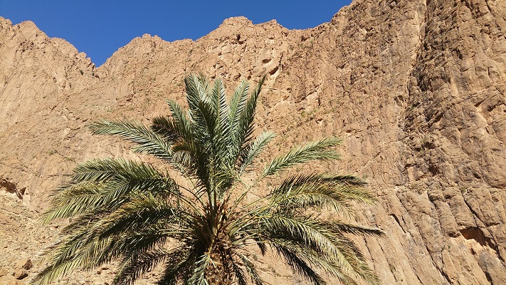 Berglandschap met palmboom tijdens wandelreis in Marokko