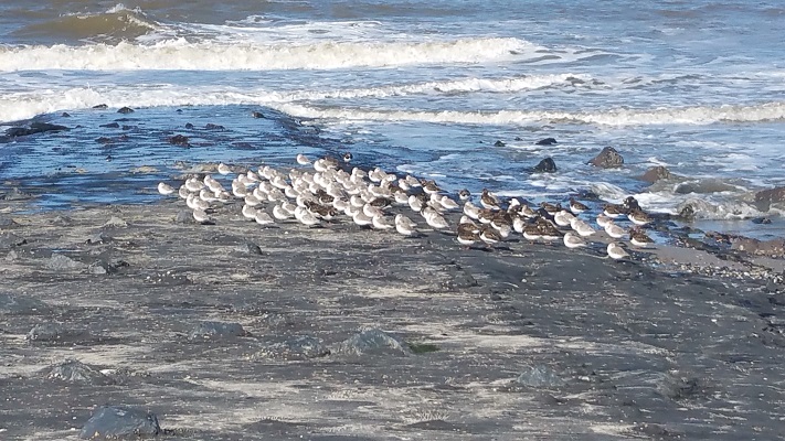 Vogels aan de kust op een wandeling over het Nederlands Kustpad van Renesse naar Vrouwenpolder