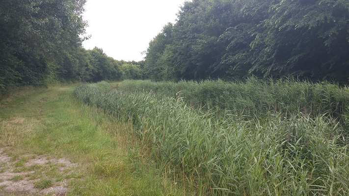 Marnebos op een wandeling van Lauwersoog via Niekerk naar Ulrum over het Nederlands Kustpad