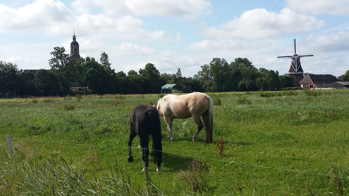 Paarden bij Eenrum op een wandeling over het Nederlands Kustpad van Eenrum naar Pieterburen