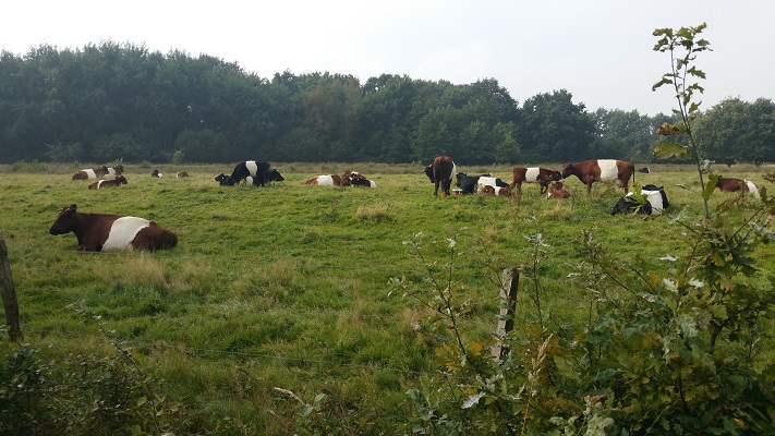 Koeien bij Smeerling op een wandeling over het Noaberpad van Ter Wupping naar Ellersinghuizen