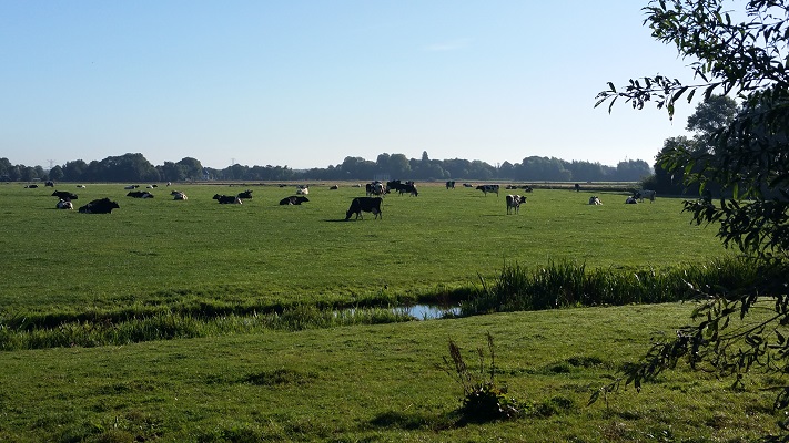 Koien bij De Horn tijdens wandeling van Abcoude naar Vreeland over het Noord-Hollandpad