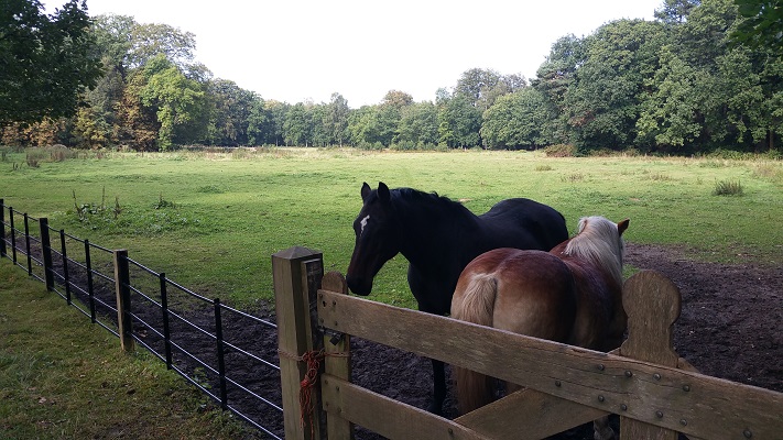 Paarden in 's-Graveland ver het Noord-Hollandpad van Vreeland naar Nederhorst den Berg