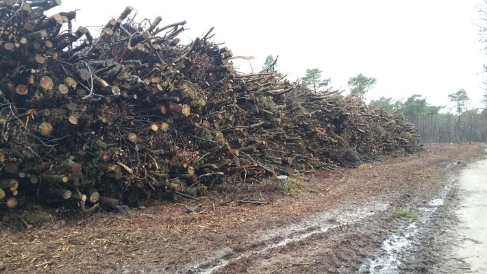 Wandelen over het Oudste Wandelpad van Nederland bij houtkap in de bossen bij Zeist