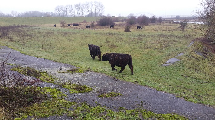 Wandelen in Park Lingezegen over het Romeinenpad bij runderen in uiterwaarden van de Rijn