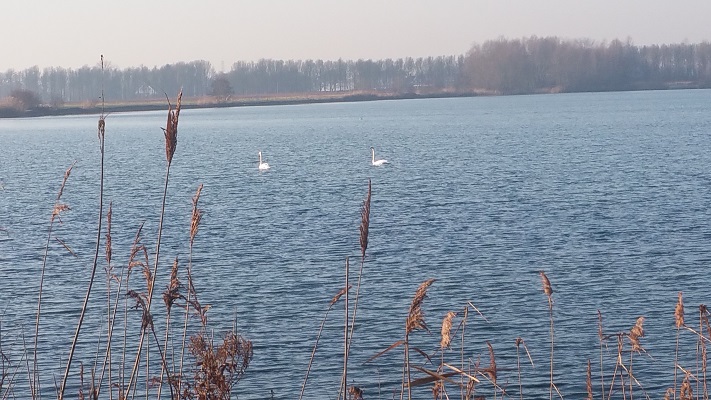 Wandelen in Park Lingezegen over het Waterpad bij de RIjkerswoerdese Plassen