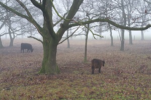 Wandelen over het Peelpad bij koeien in het Zinkske