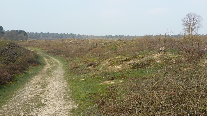 Wandelen over het Peelpad in De Heere Peel