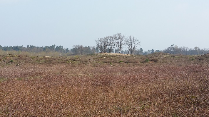 Wandelen over het Peelpad in de Heere Peel