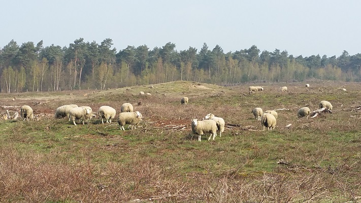 Wandelen over het Peelpad bij schapen in De Heere Peel