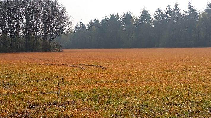 Wandelen over het Peelpad bij een bespoten veld, mossantoveld