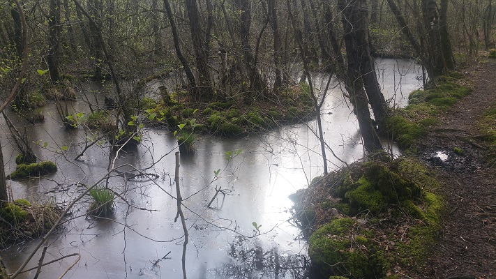 Wandelen over het Peelpad bij de Castenrayse Vennen