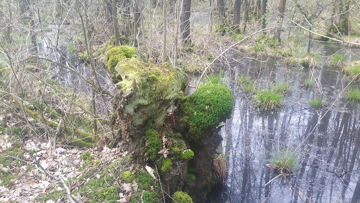 Wandelen over het Peelpad bij de Castenrayse Vennen