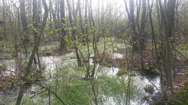 Wandelen over het Peelpad bij de Castenrayse Vennen