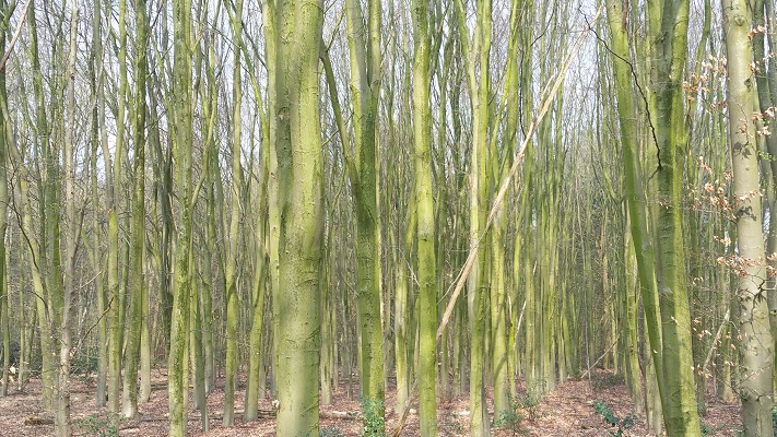 Wandelen over het Peelpad in de Schadijkse Bossen