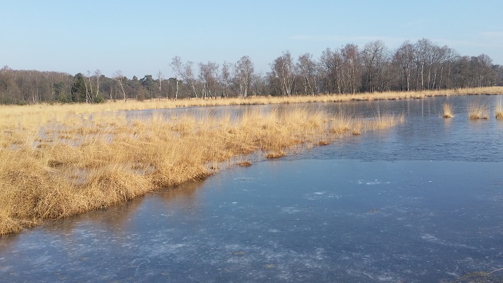 Wandelen over het Peelpad bij een ven in De Rips