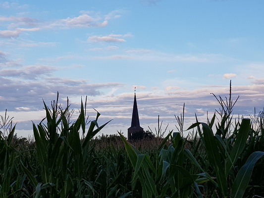 Wandelen over het Peelpad met zicht op kerk Grashoek boven de maïs