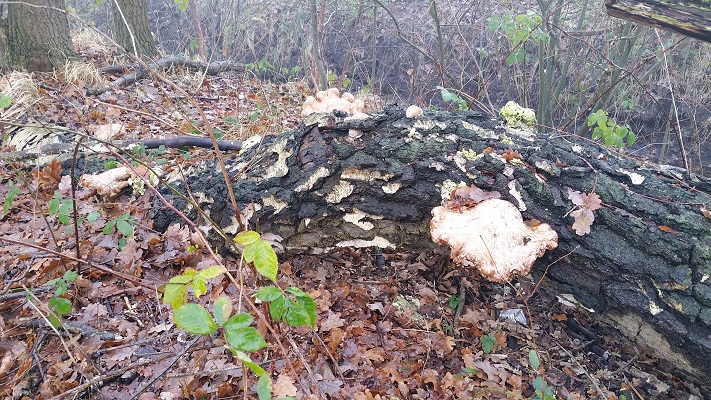 Wandelen over het Peelpad bij zwammen bij het Zinkske