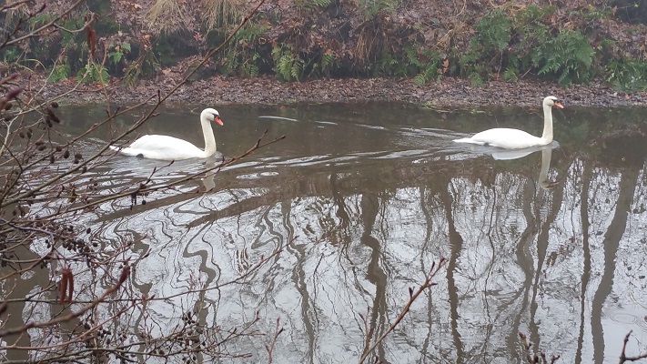 Wandelen over het Peelpad bij zwanen in Helenaveen