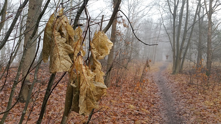 Wandelen over het Peelpad bij de Spiesberg in Grashoek