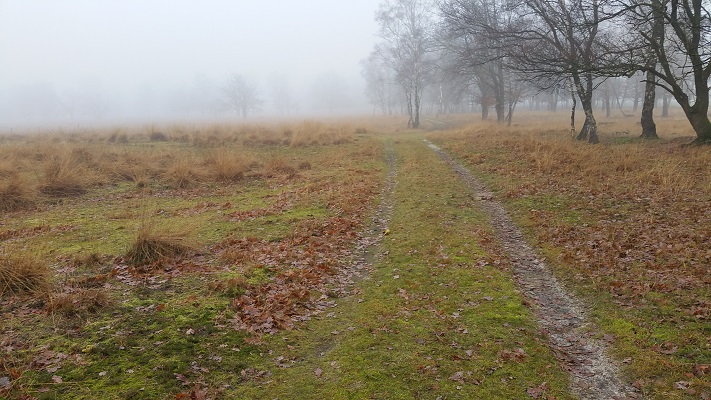 Wandelen over het Peelpad over heide in het Zinkske