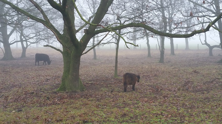 Wandelen over het Peelpad bij een koe in het Zinkse