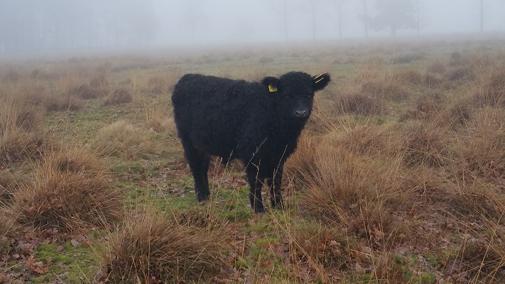 Wandelen over het Peelpad bij runderen in het Zinkske