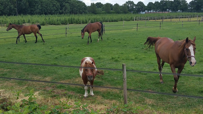 Wandelen over het Peelpad bij paarden in Wilbertoord
