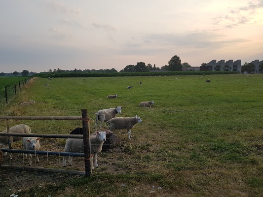 Wandelen over het Peelpad bij schapen in Liessel