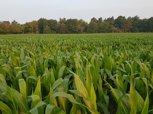 Wandelen over het Peelpad langs maïs bij Liessel