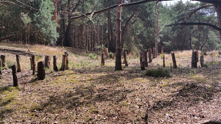 Wandelen over het Peelpad bij de Tungeler Wallen